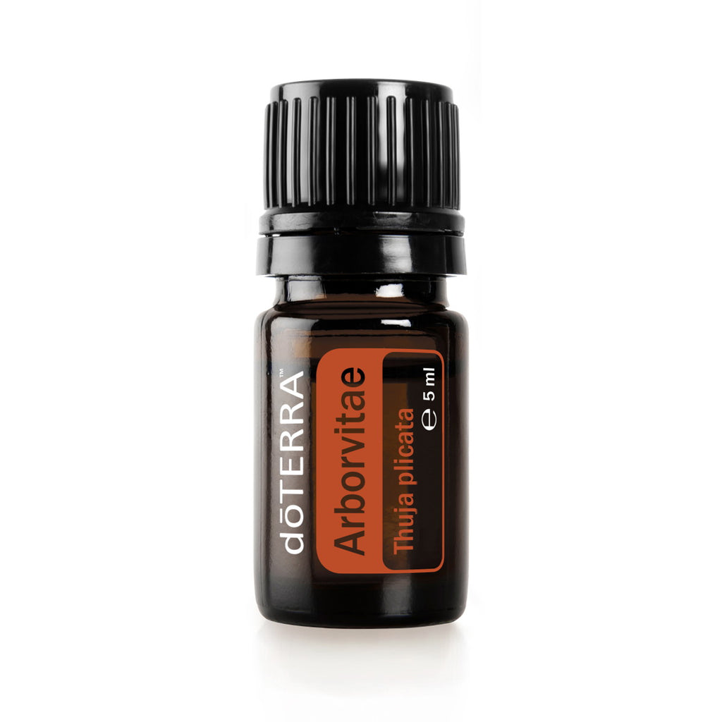 Lebensbaum (Arborvitae)
